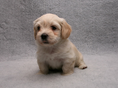 Bichon Havanais hvalp fra Kennel Miki Nanoq
